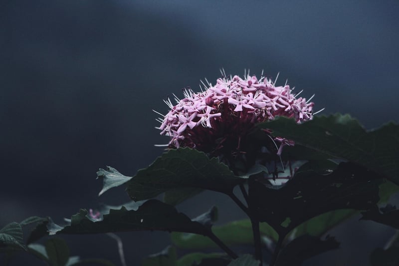 Subdued Declarations